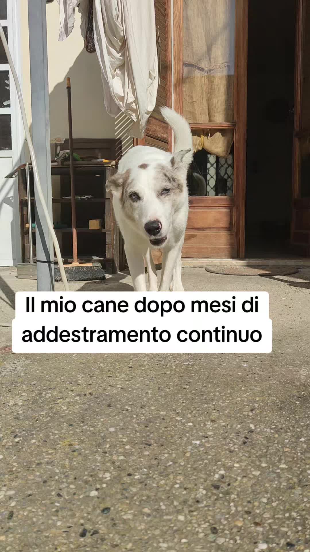 @Ho adottato un cane sordo 🐶❤️