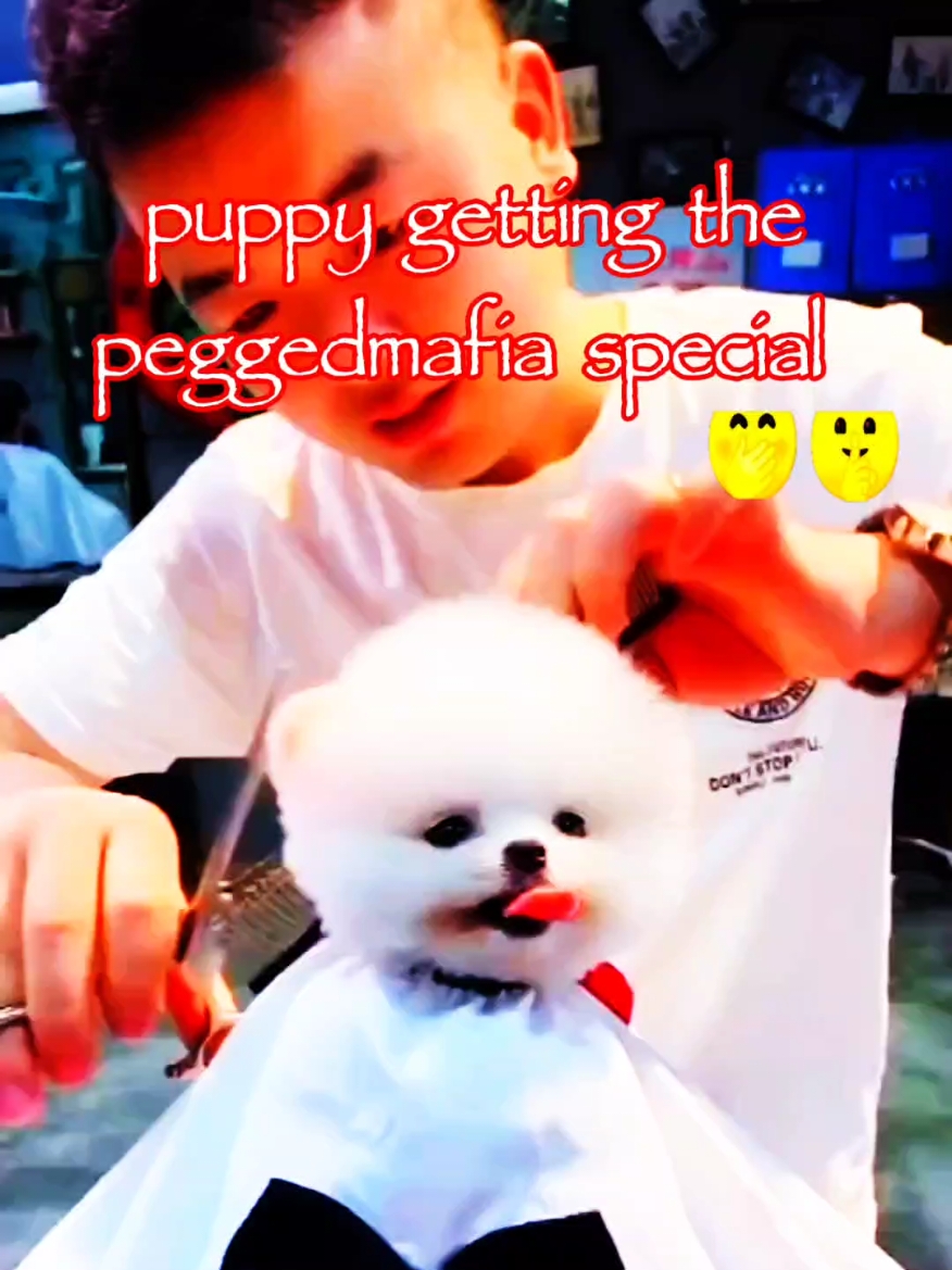 @PEGGEDMAFIA!