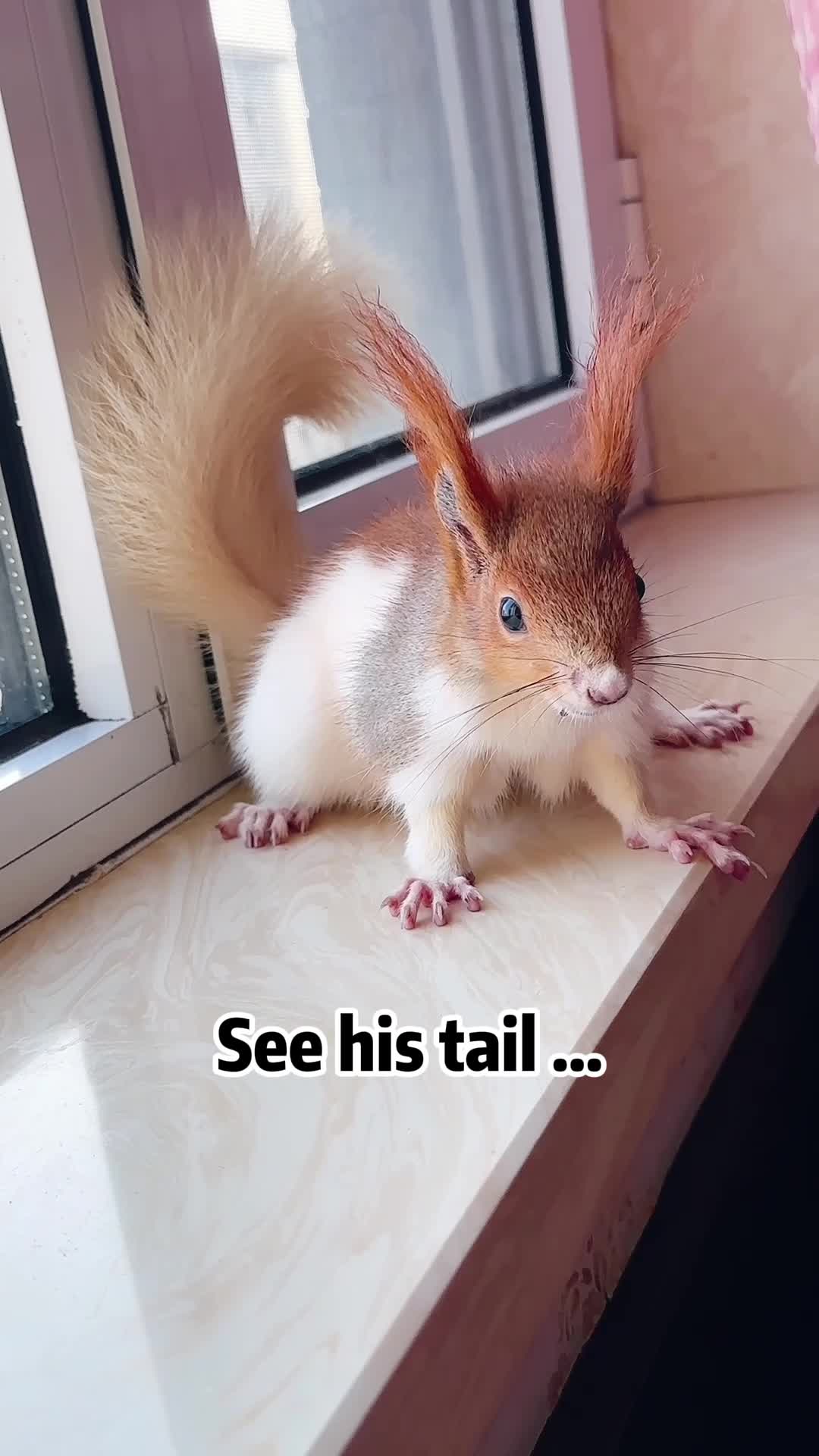 @The Squirrel Sandy