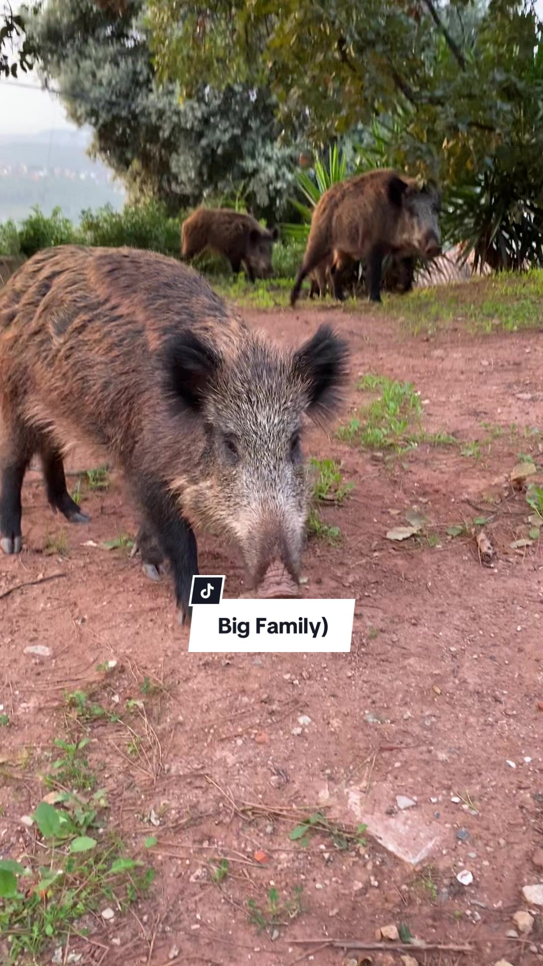 @Cute Boars
