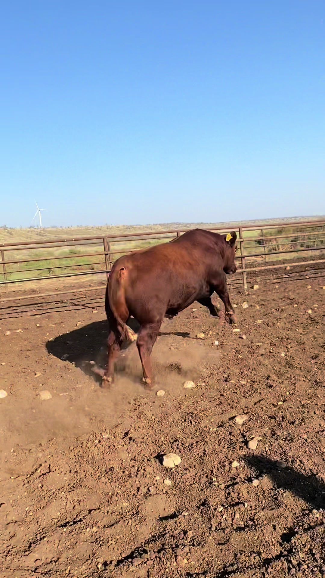 @M5 Red Angus