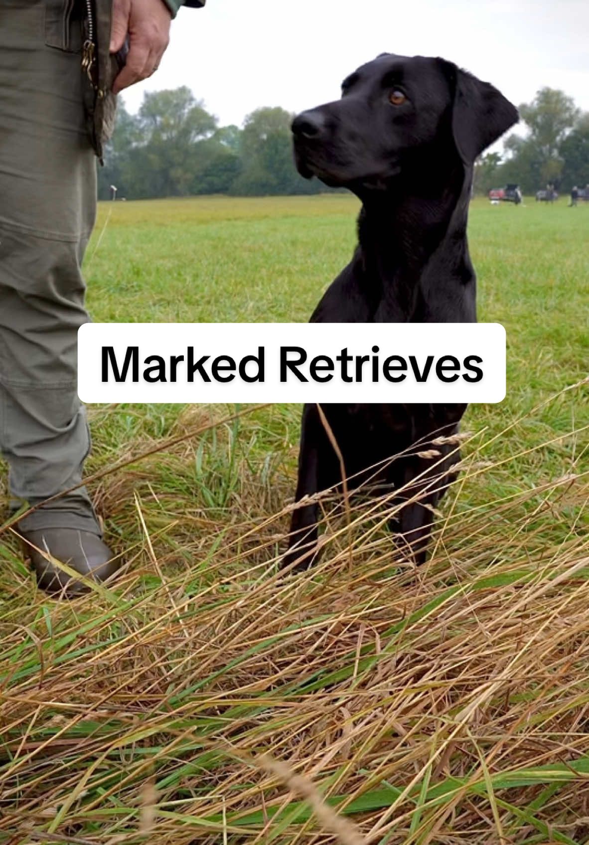 @Acer Gundogs