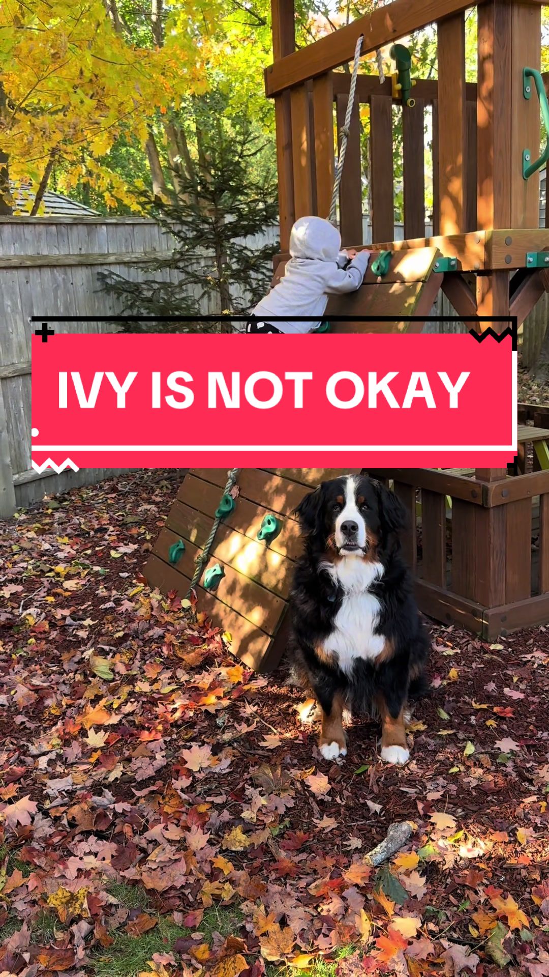 @Ivy the Berner