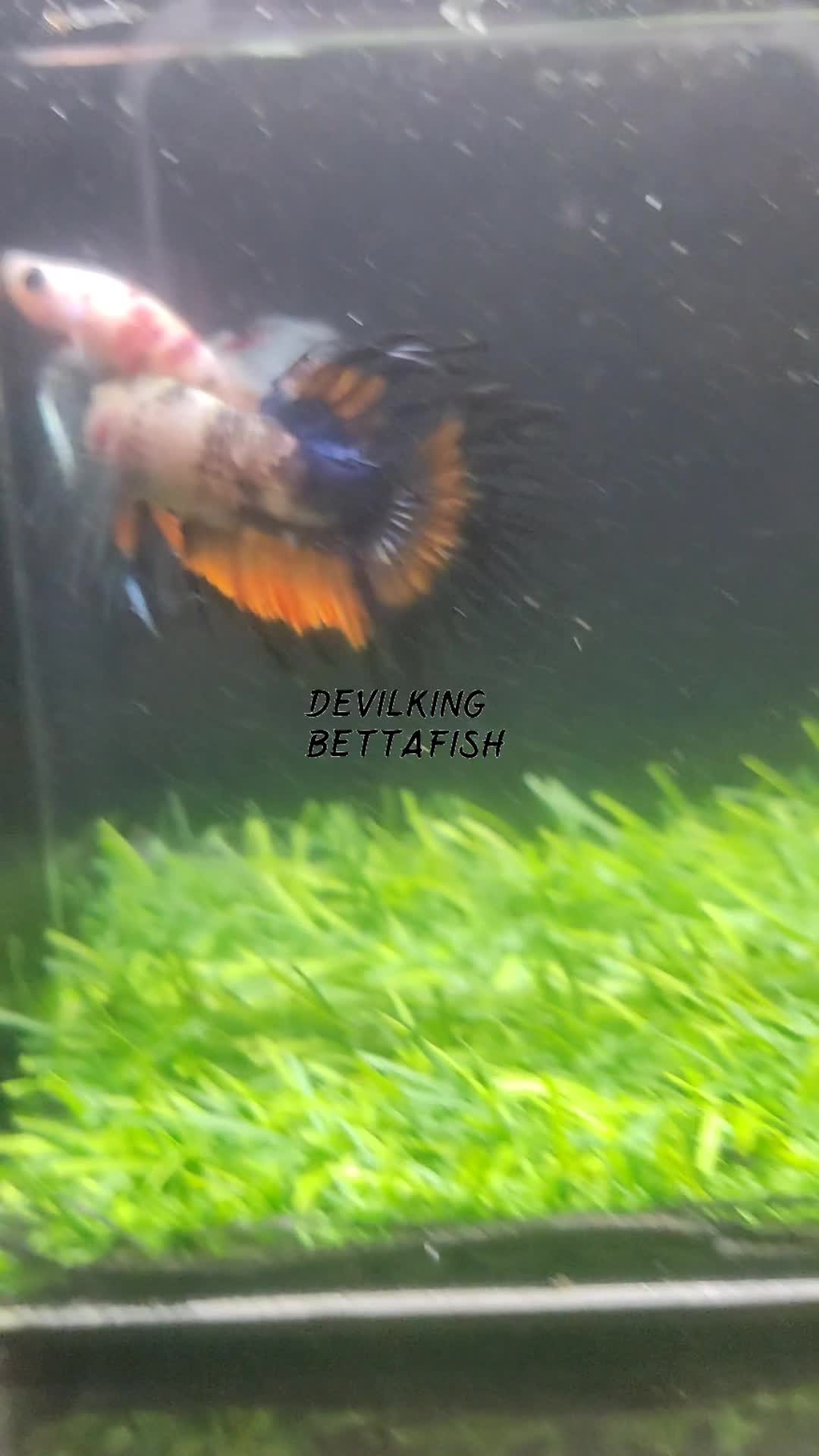 @DevilKing Store