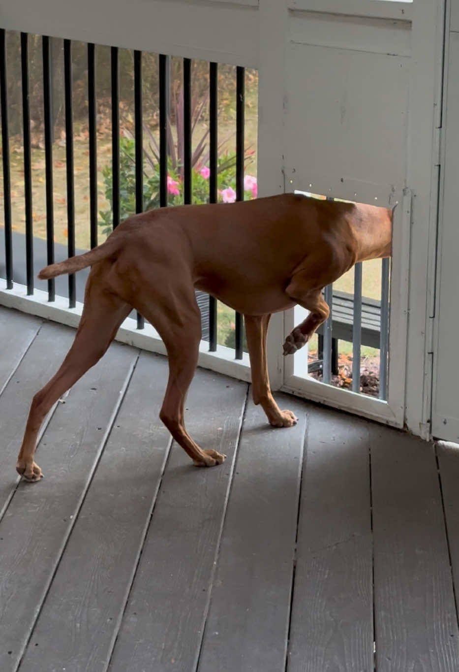 @Brookie The Vizsla