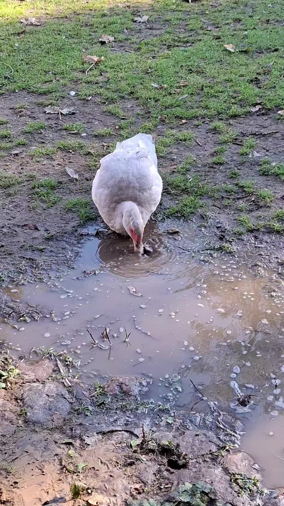 @🐄 Puschelfu&szlig; 🐎