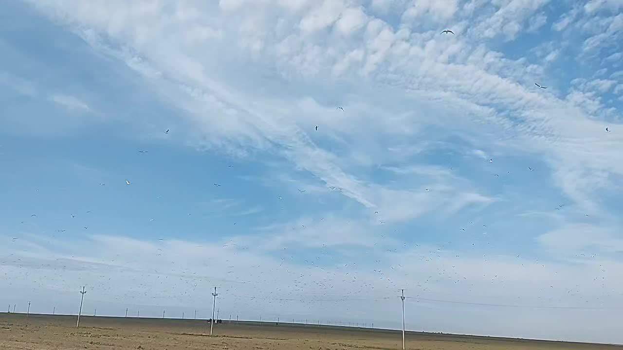 @sendo 81