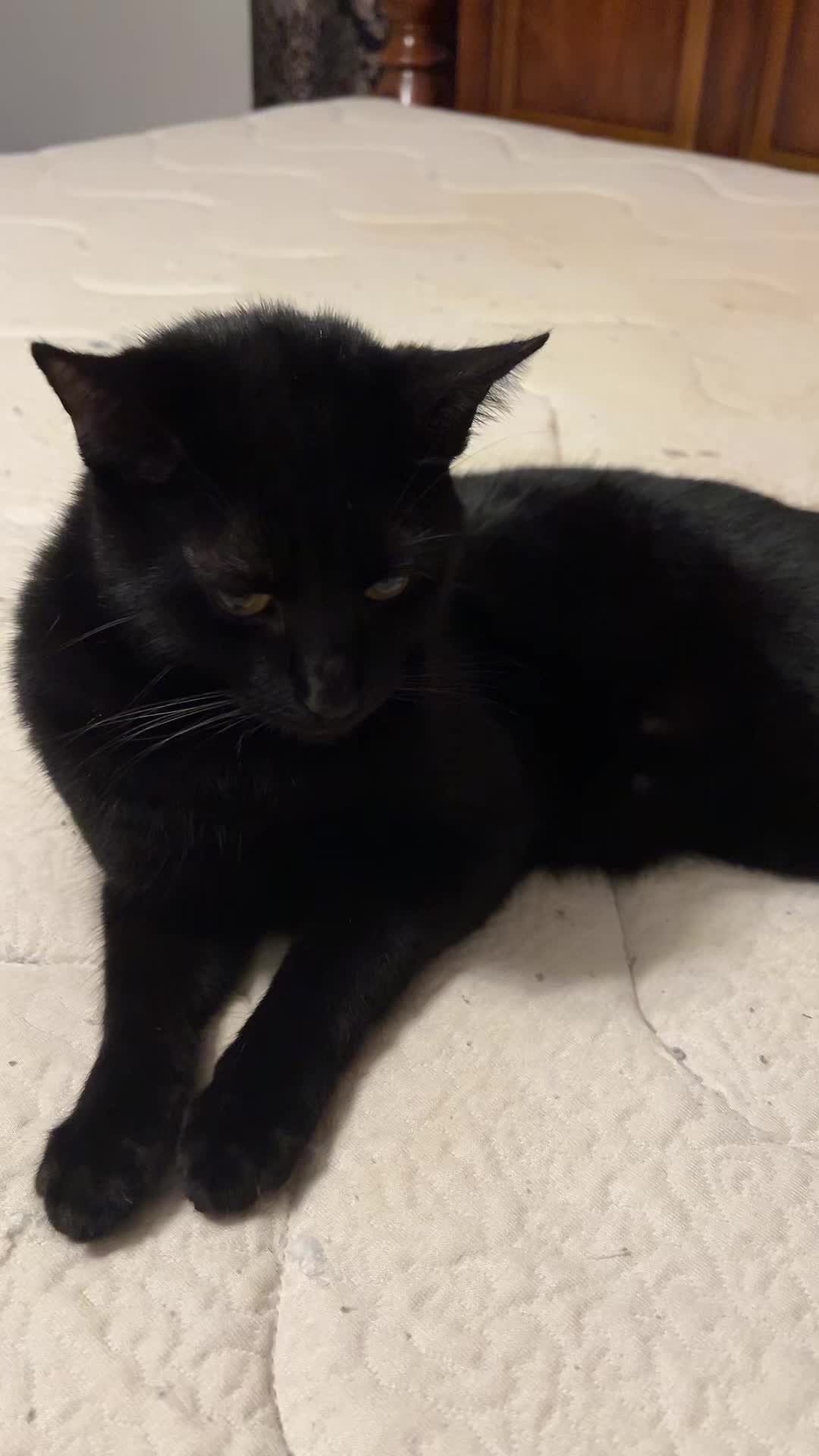 @mightycat83