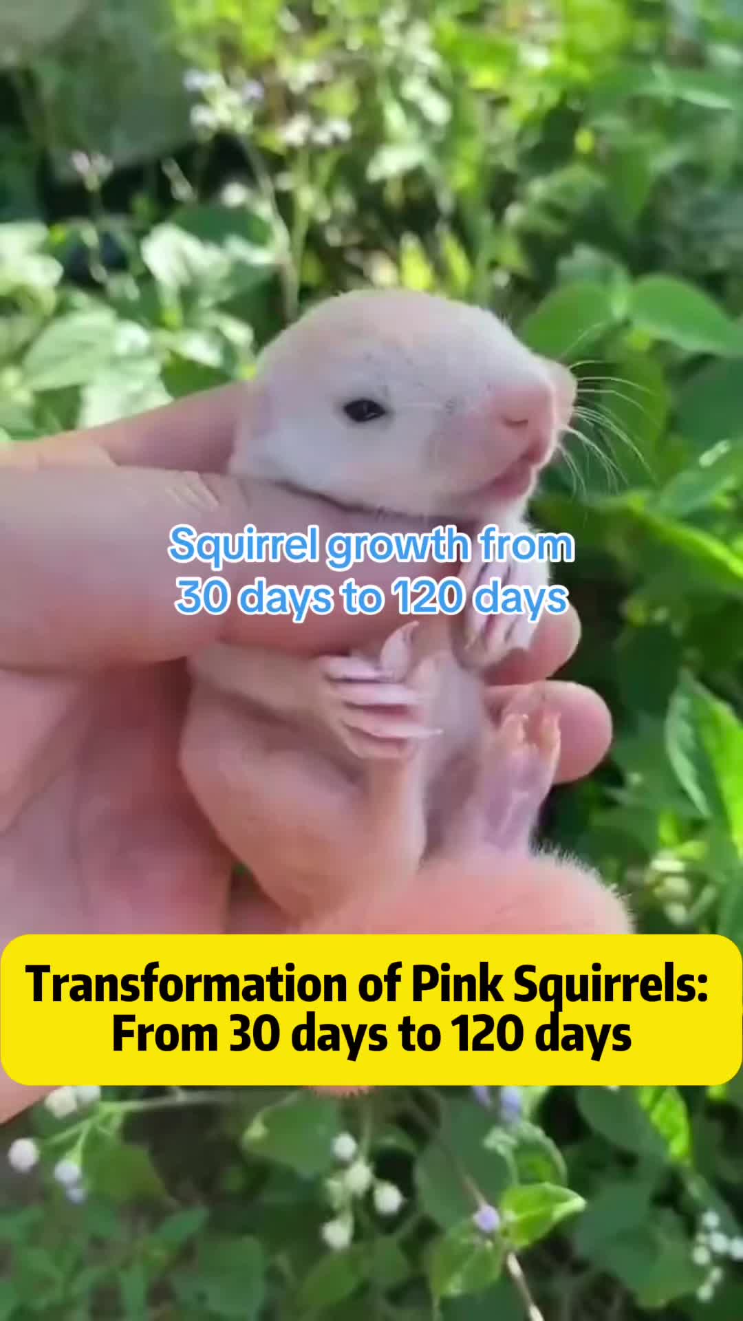 @The Squirrel Sandy