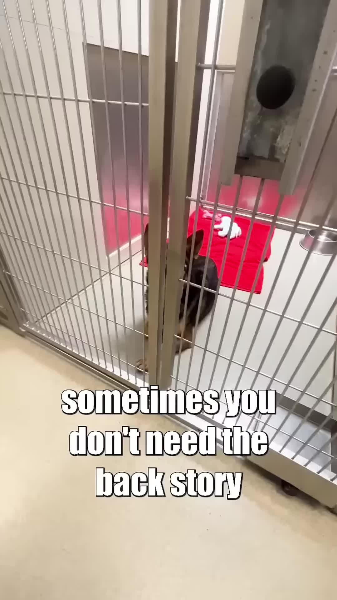 @Lost Paws