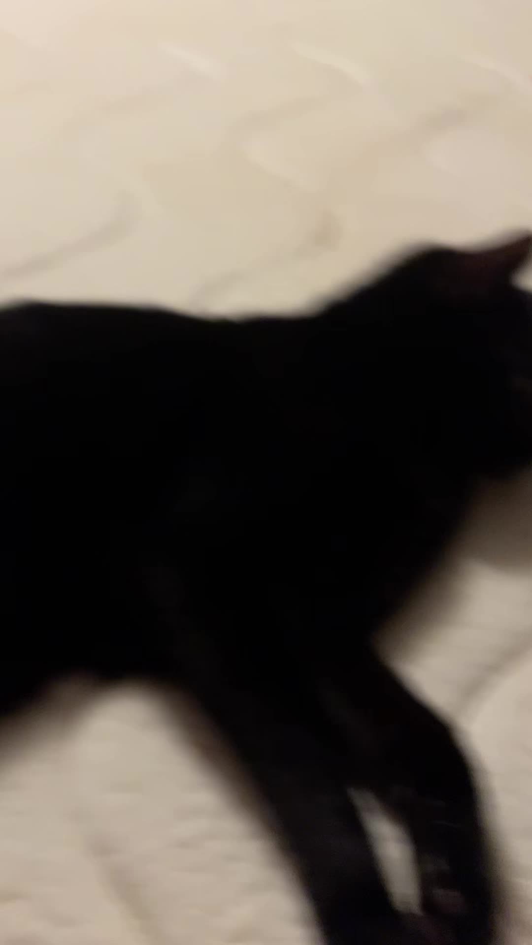 @mightycat83
