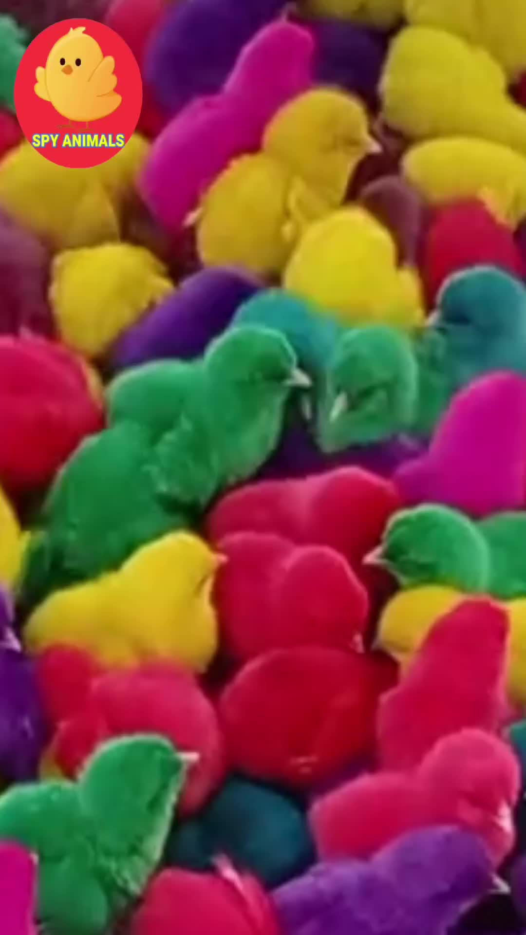 @SPY ANIMALS