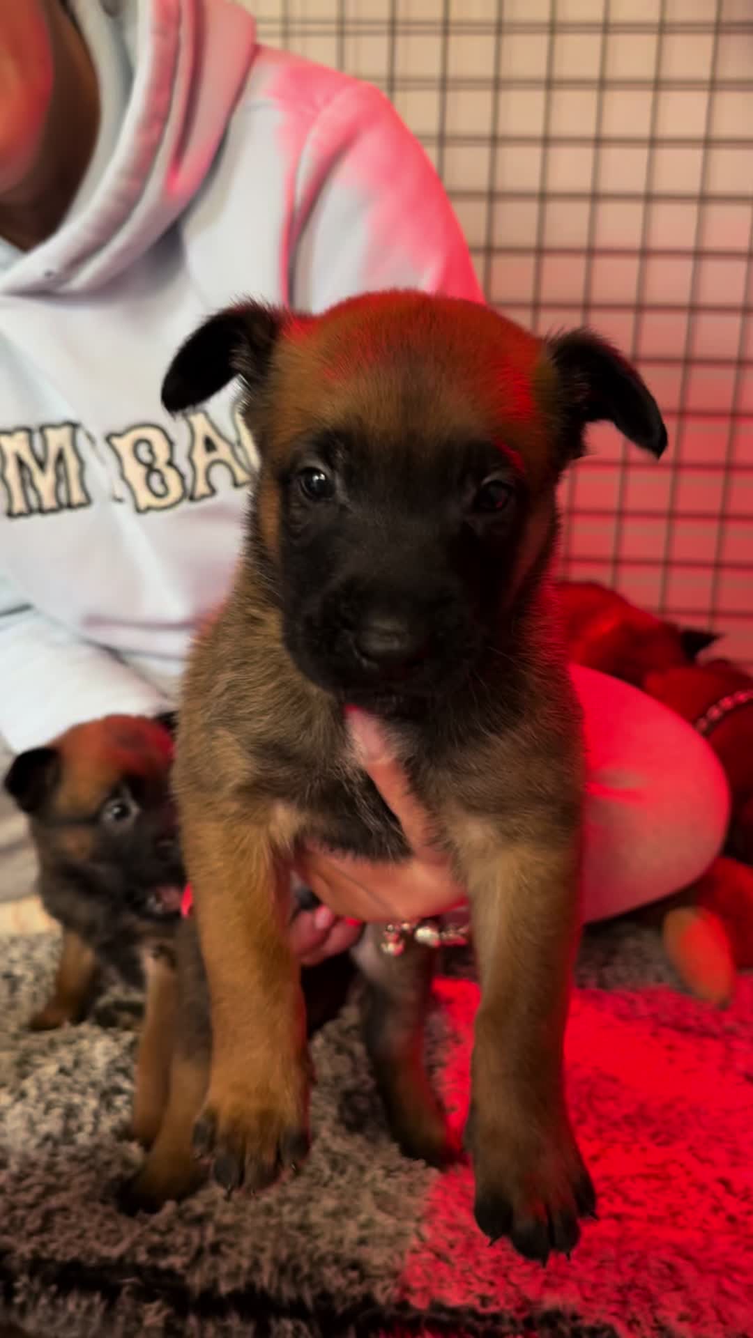 @thedogsportscoach