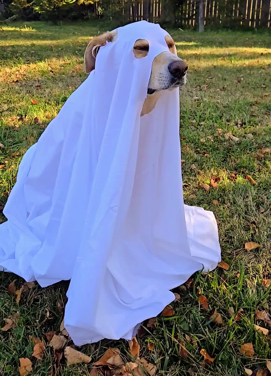@thechocolatedogmn