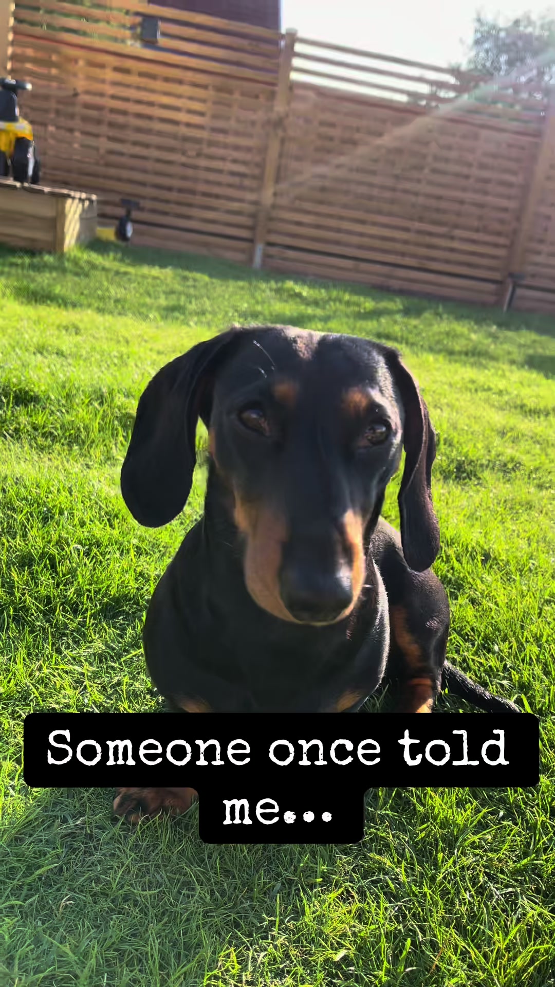 @Nils The Mini Dachshund     🌭