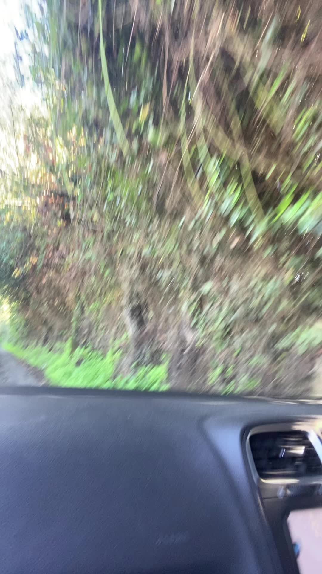 @tigreebarby