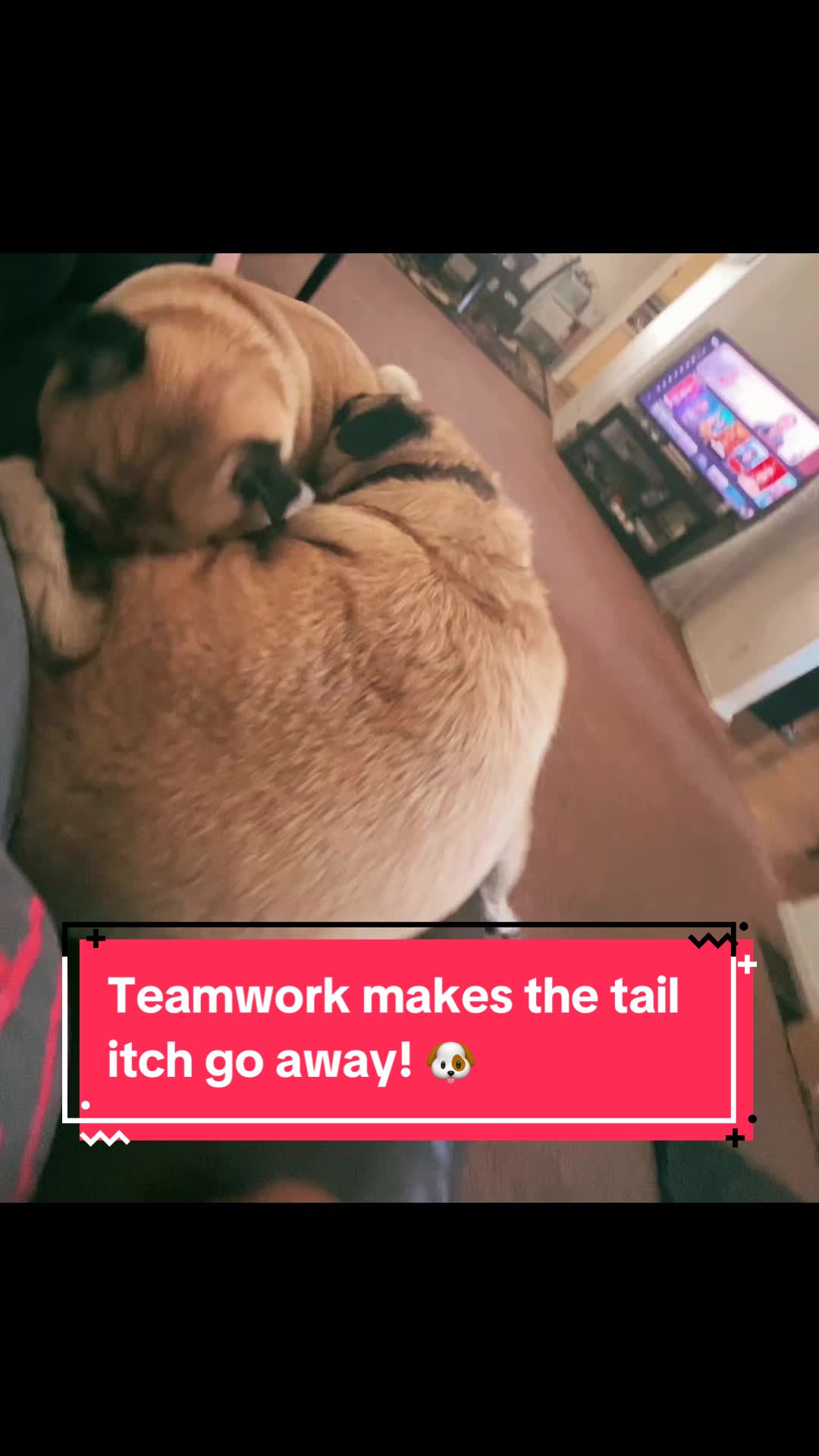 @Benji&Mia the Pugs