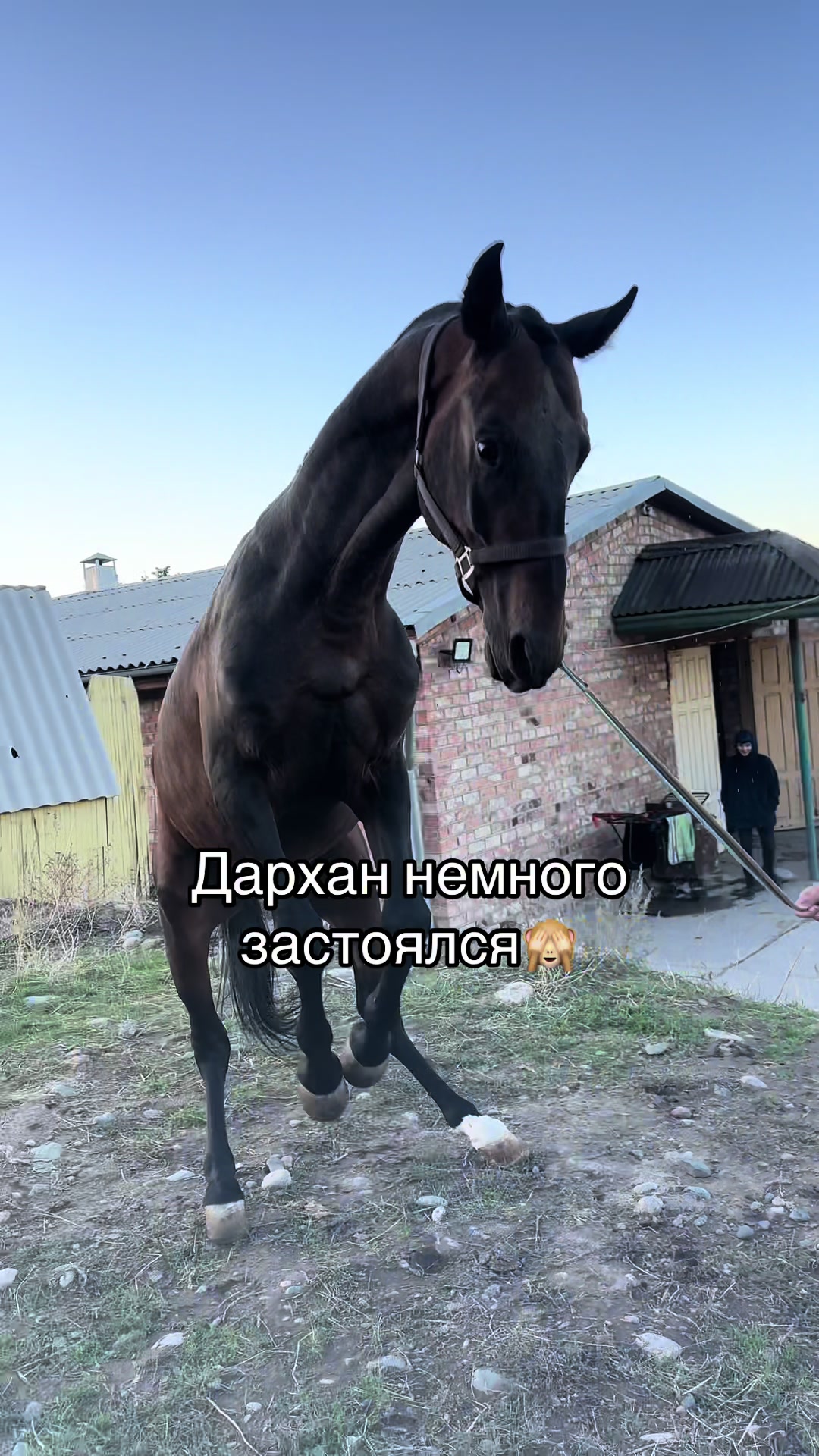 @Akhalteke_club