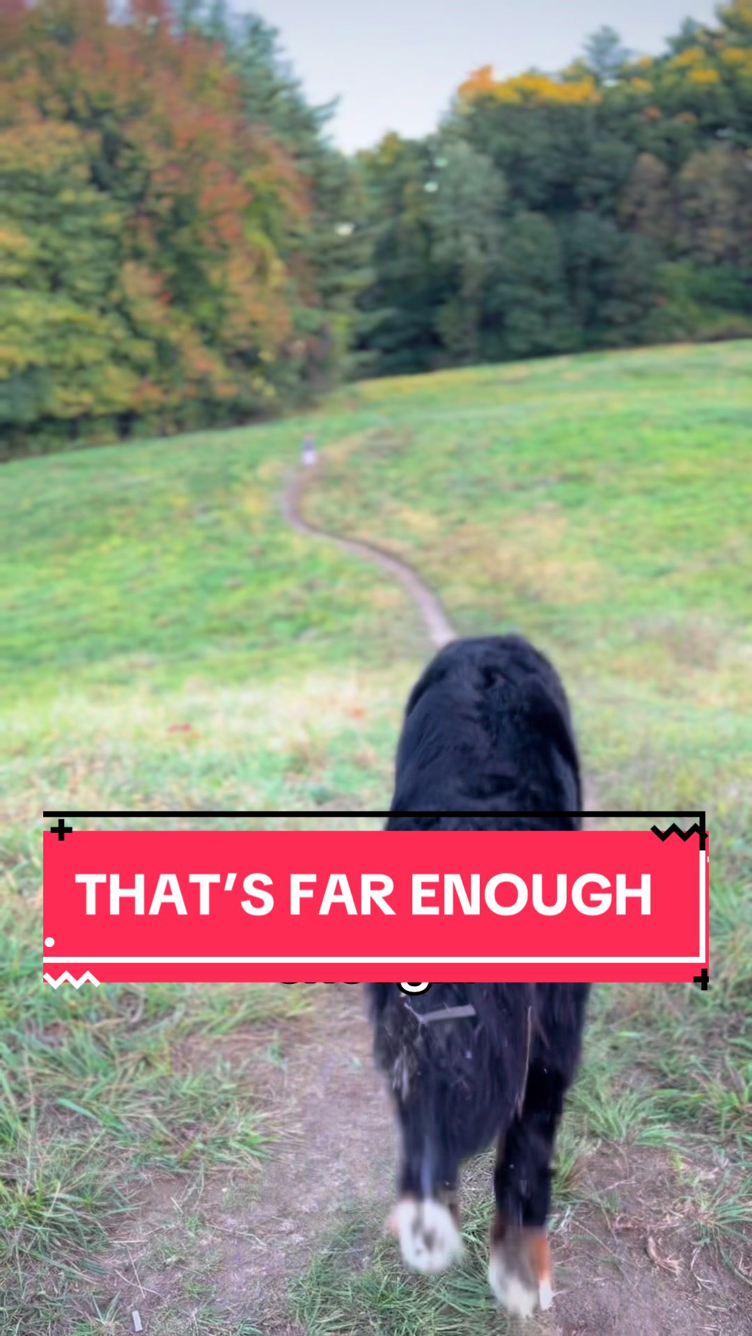 @Ivy the Berner