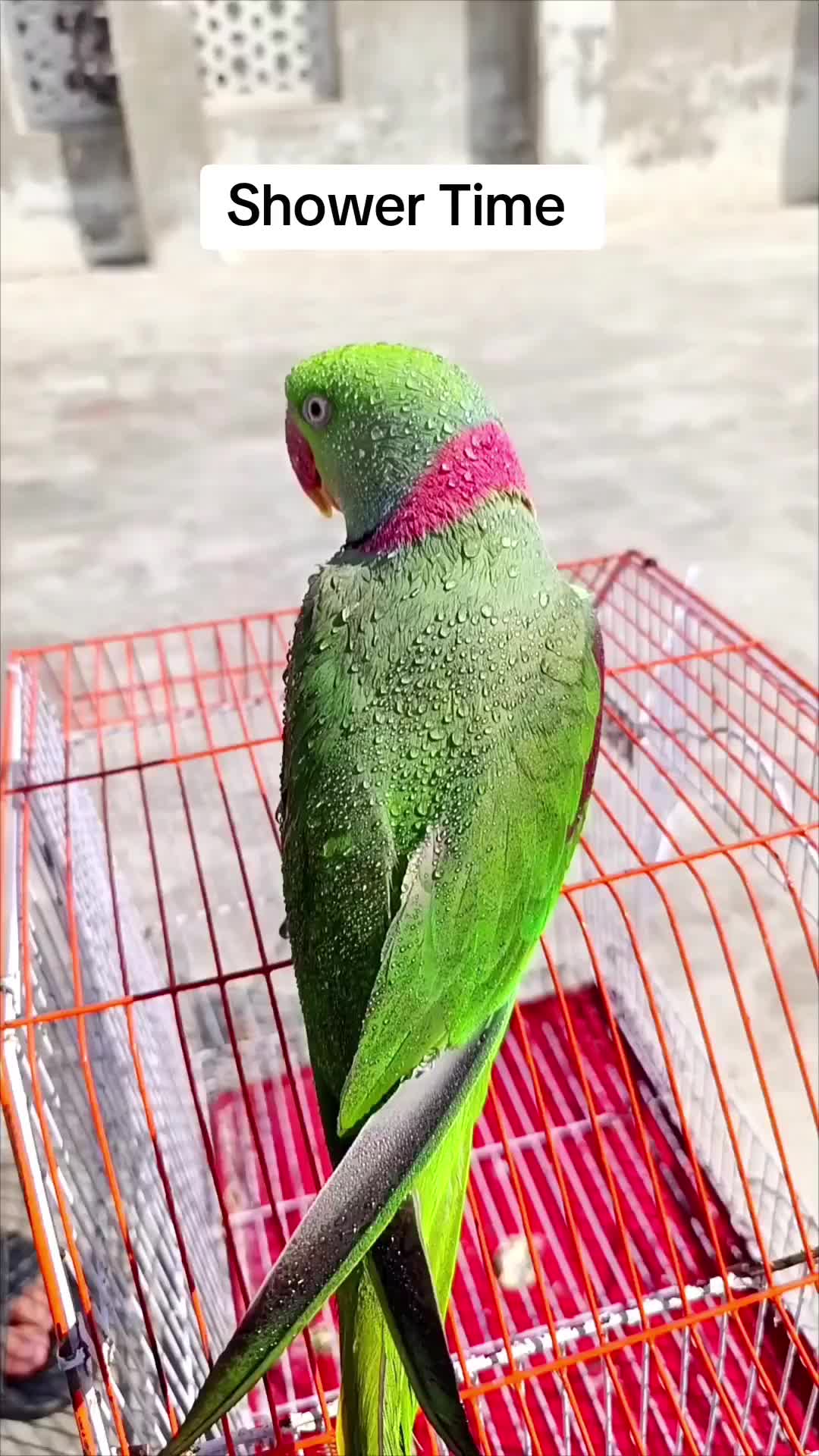 @Mehtab's Pet