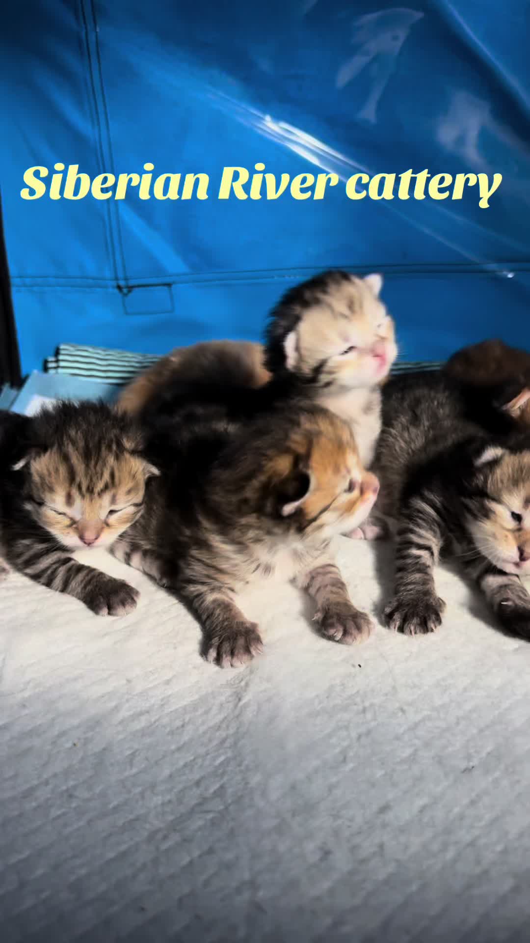 @SiberianRiver Cattery Uk