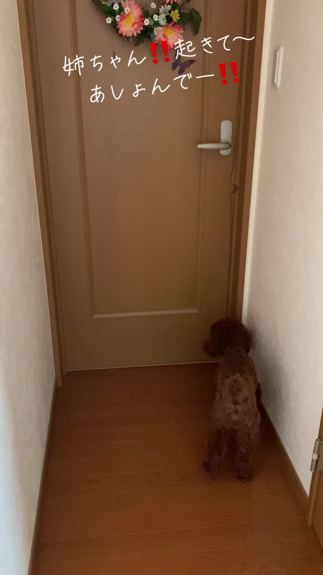@kamachokopu