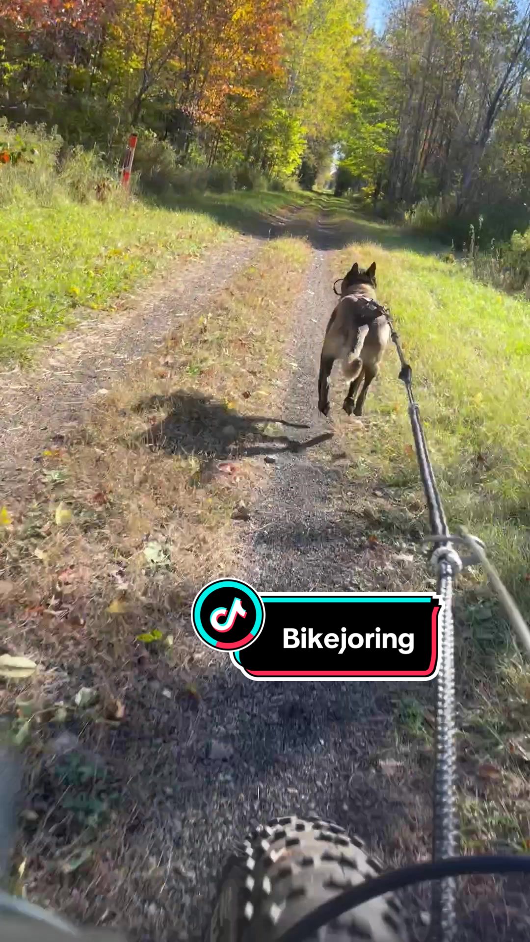 @WaveRyder_k9