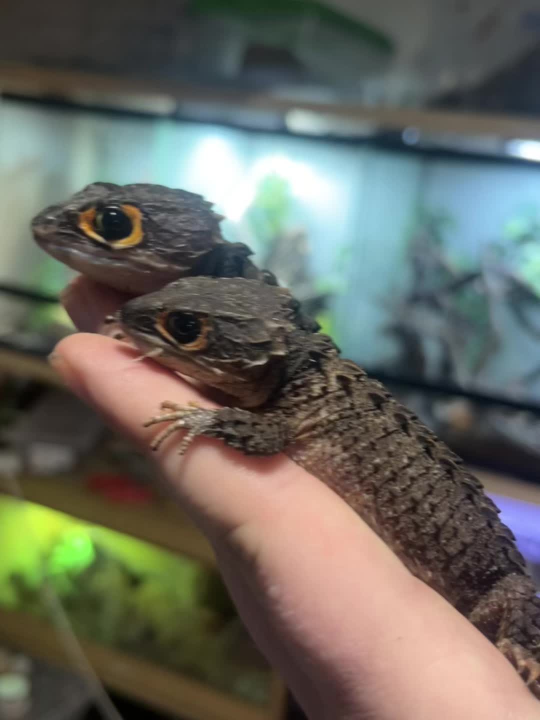 @Dobs Pets and Exotics