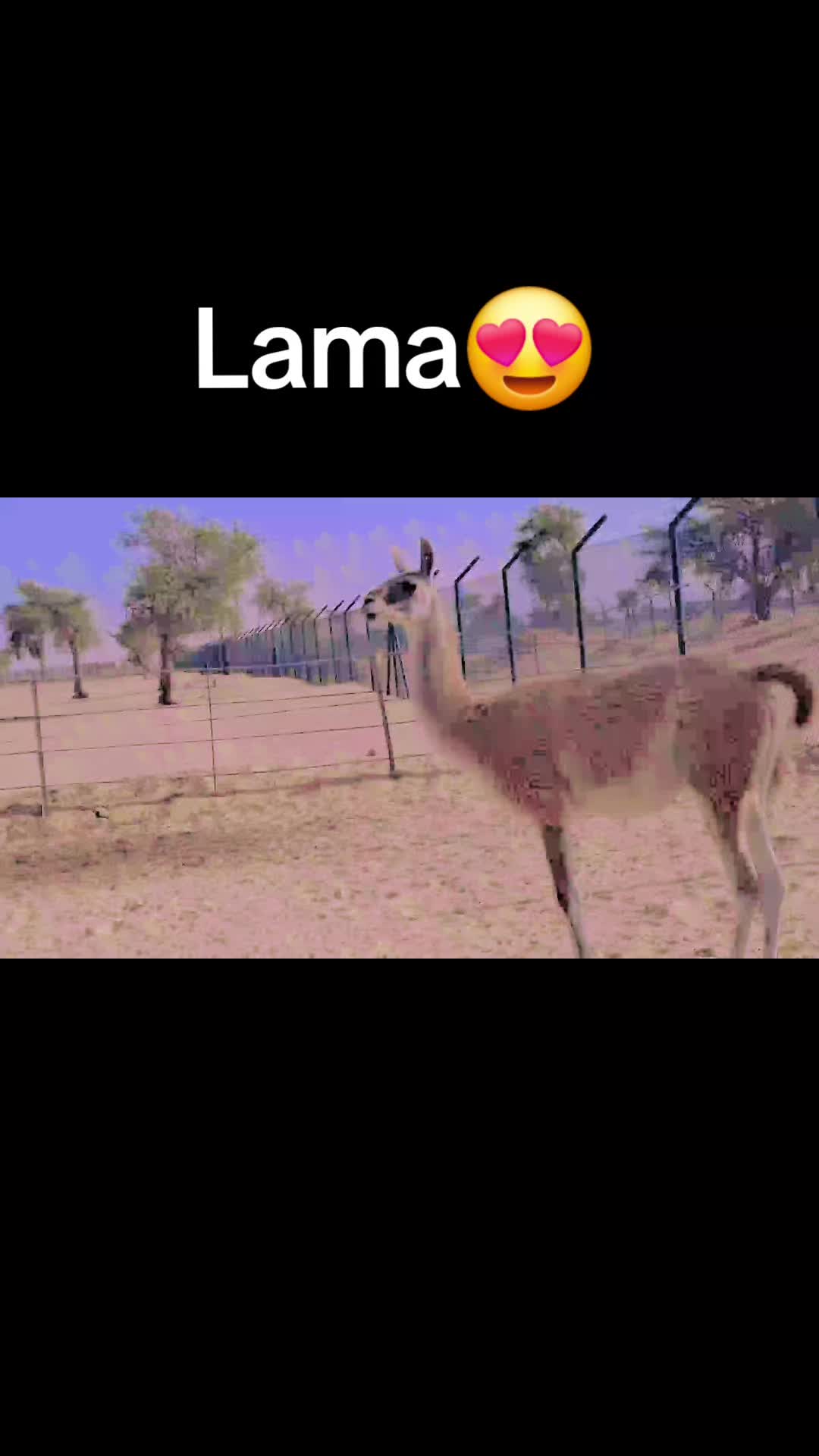 @Wildlife🐅