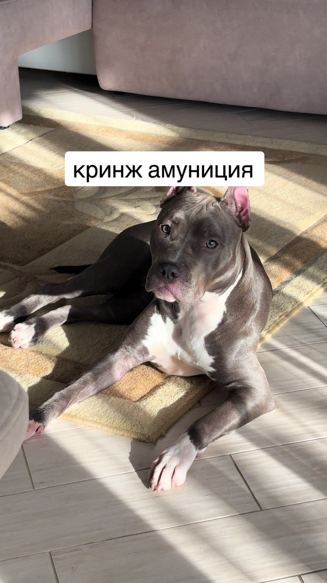 @🐶зᴧой ᴀʍᴄᴛᴀɸɸ⛓️&zwj;💥