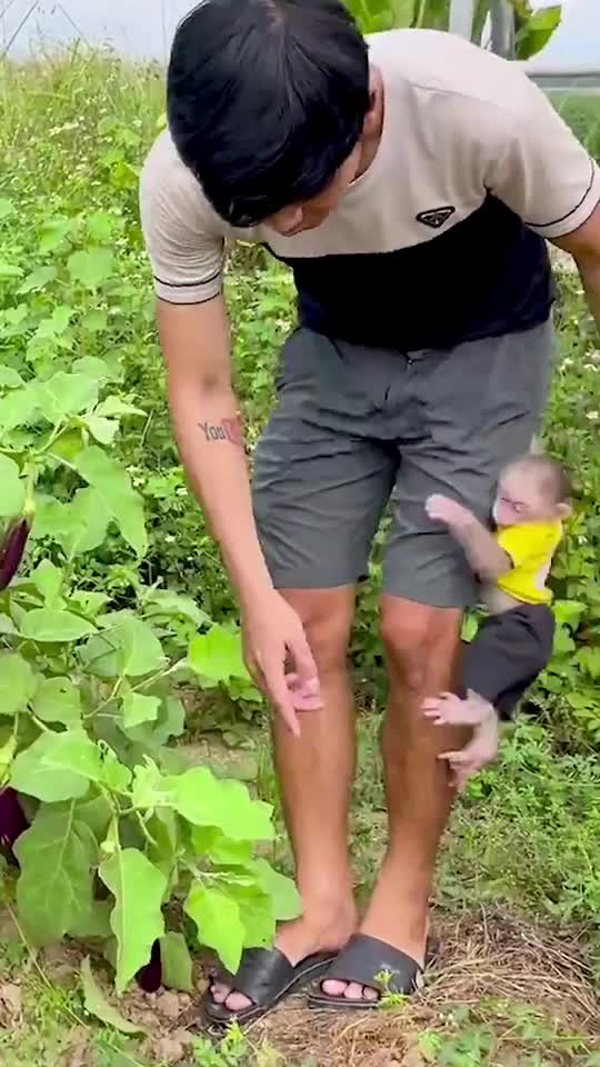 @Monkey Lily