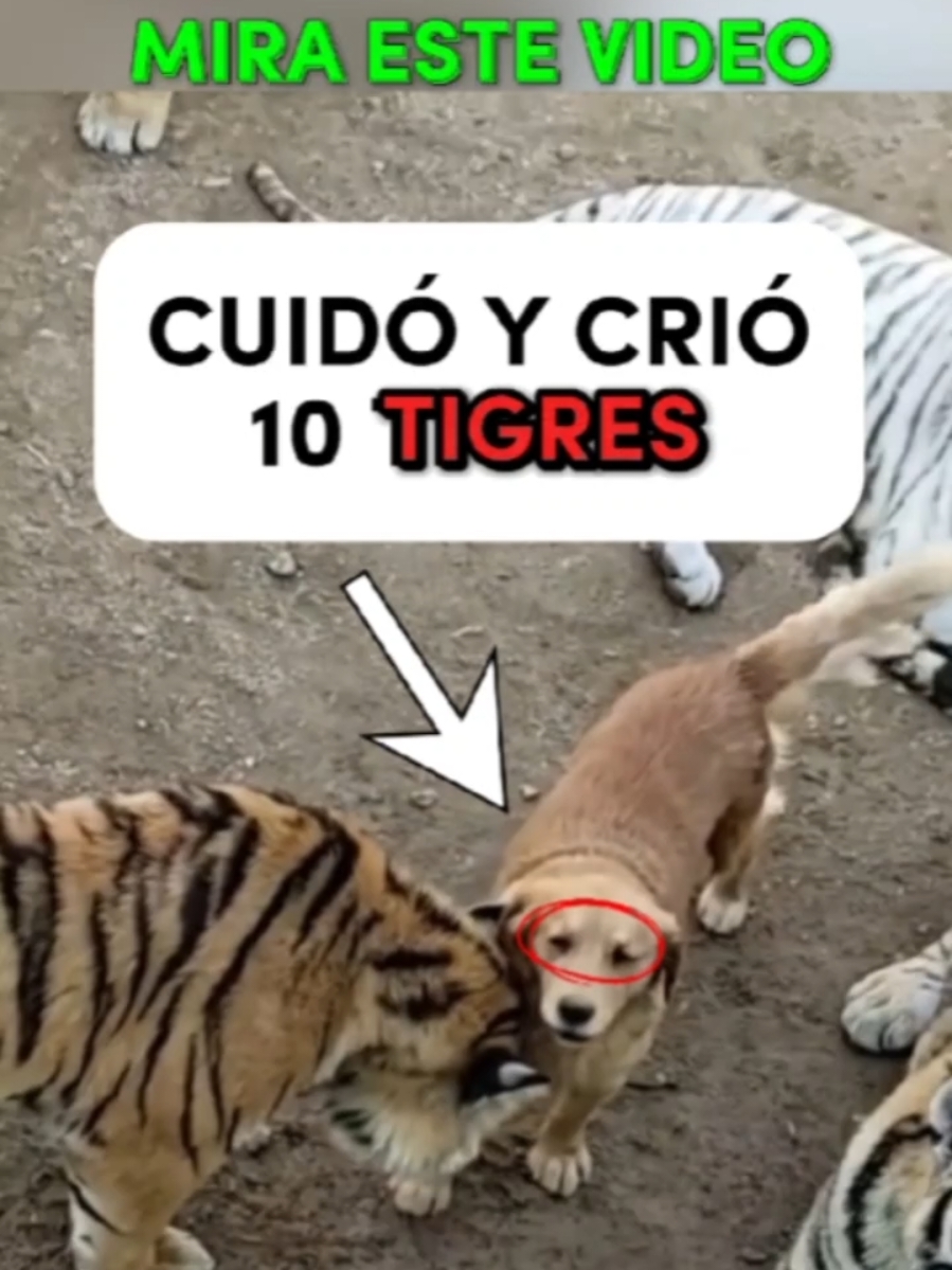 @CLUB DE ANIMALES