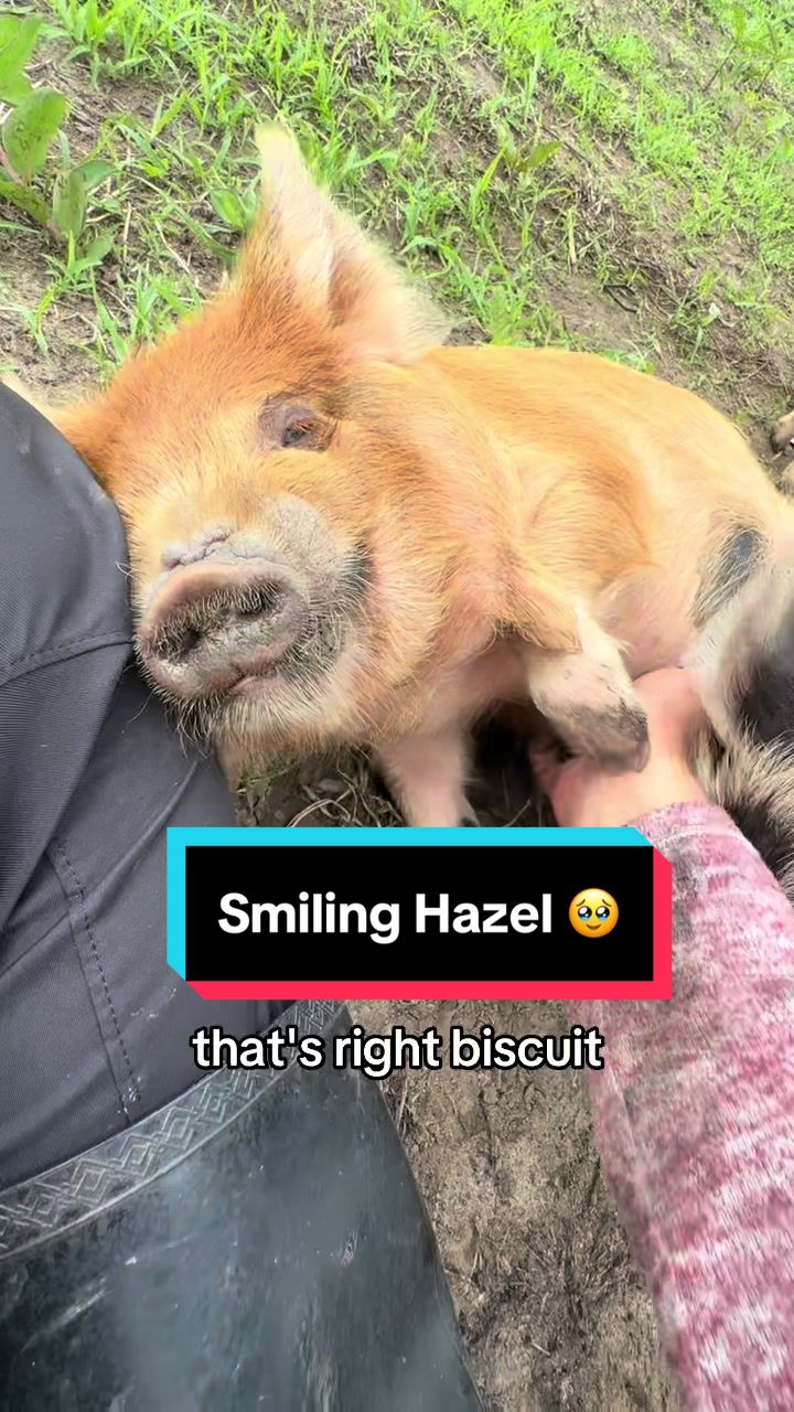 @prairiepiglets