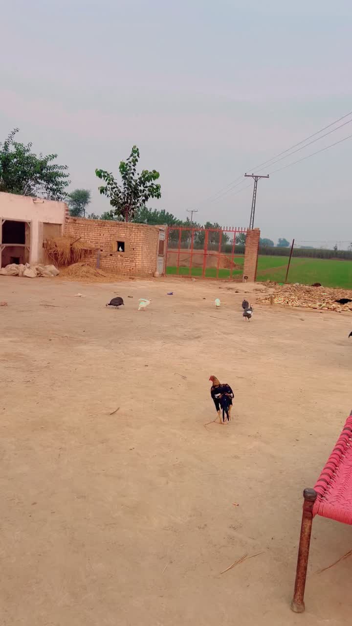 @چودھری ساجدگجر🔥