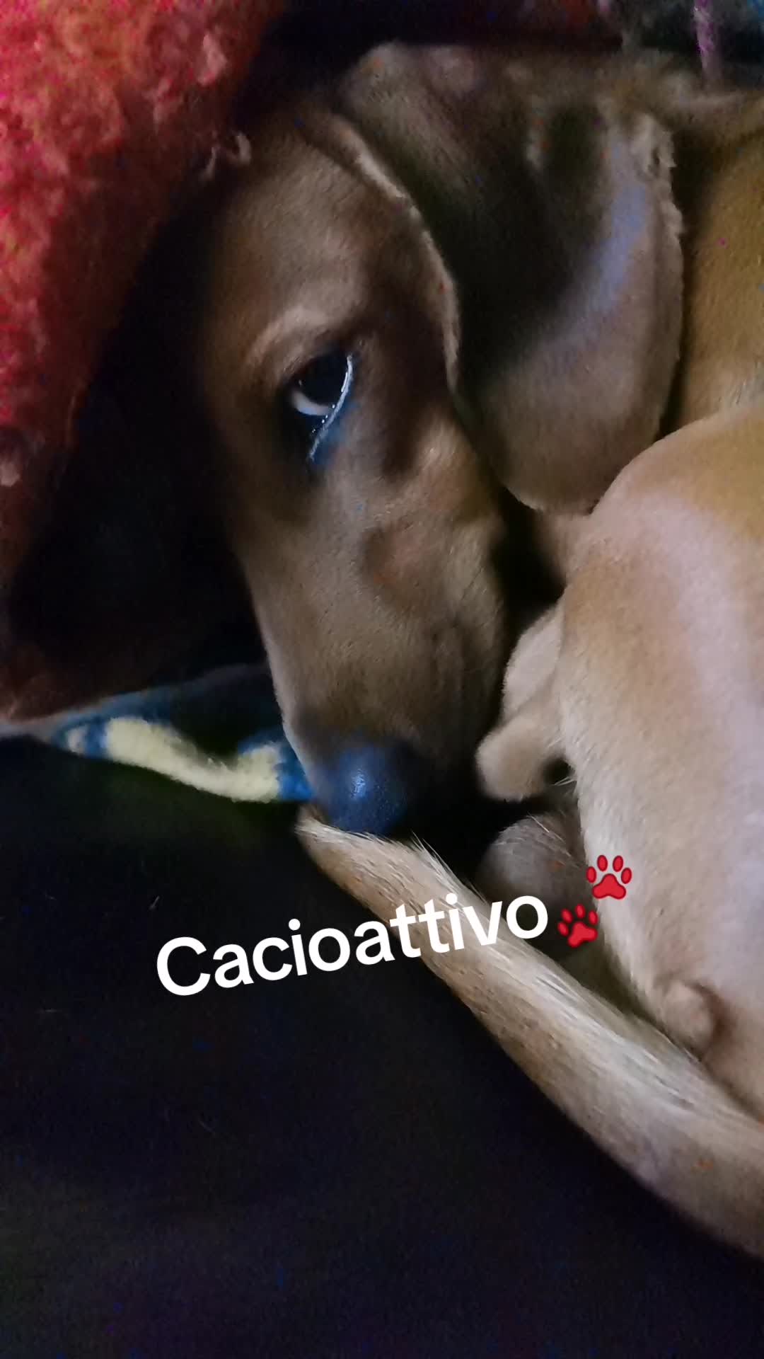 @Sonia Costantini
