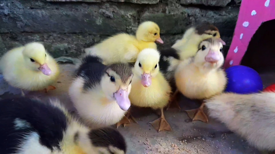 @Ayam Cicit Cuit