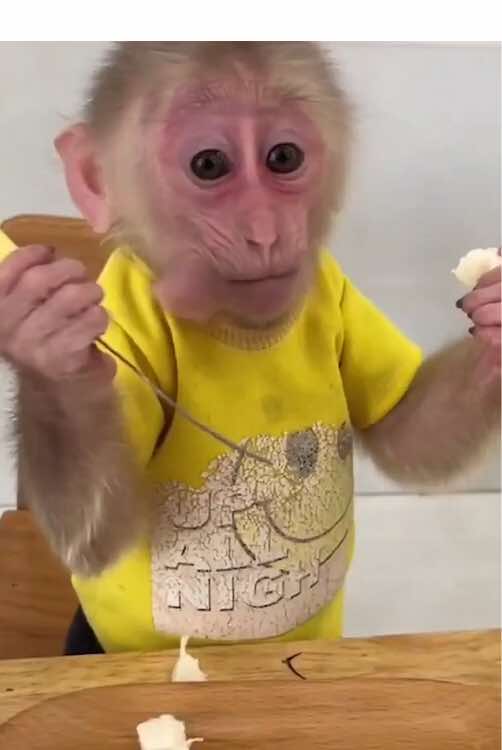 @Monkey Lily