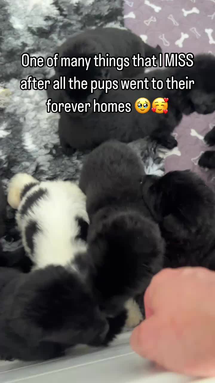 @Newfypups