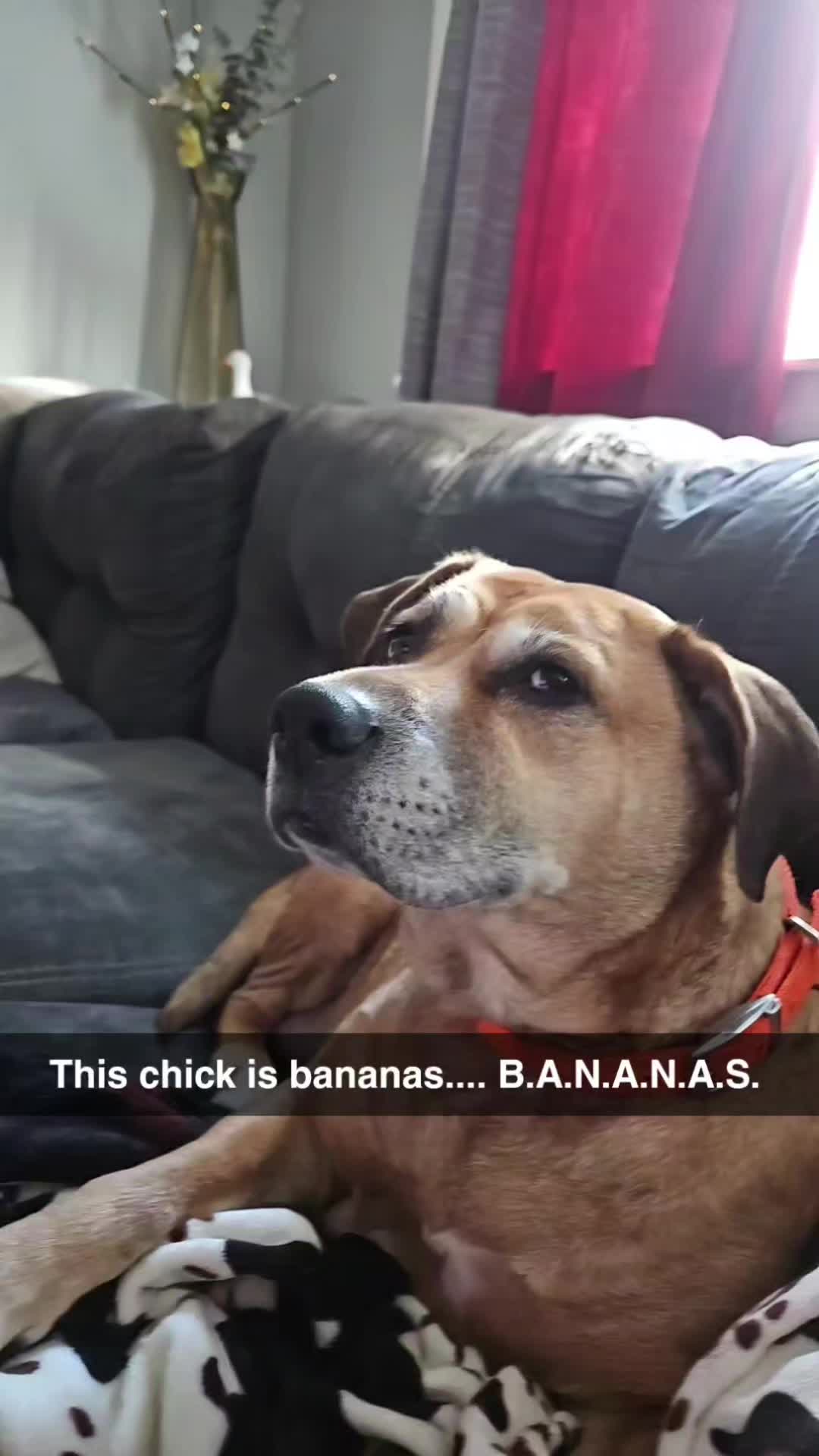 @Cluck and Waddle Farm Rescue