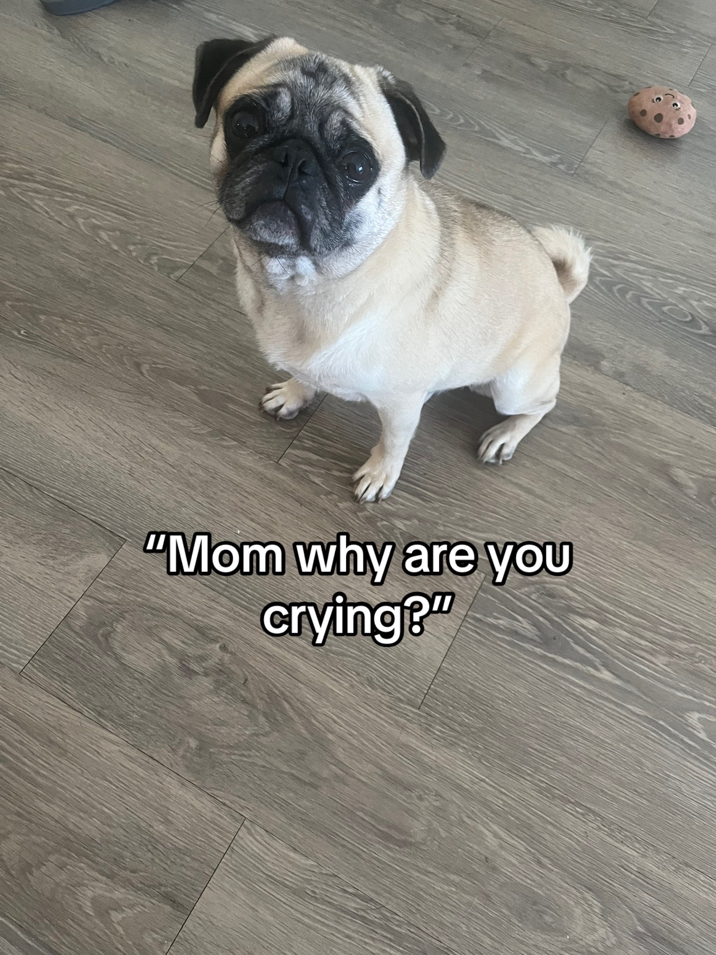 @Rigatoni the Pug