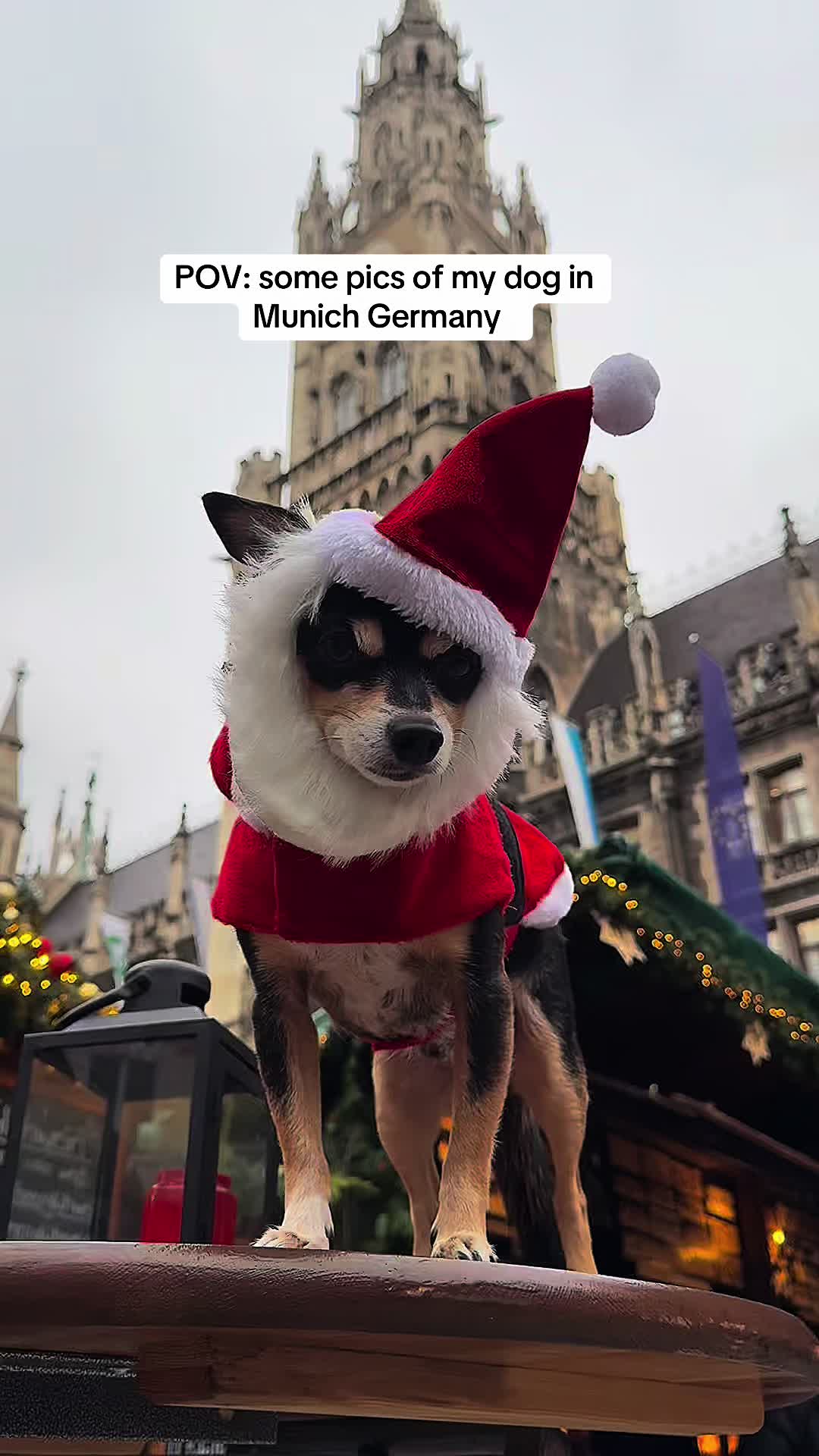 @nycdogadventures