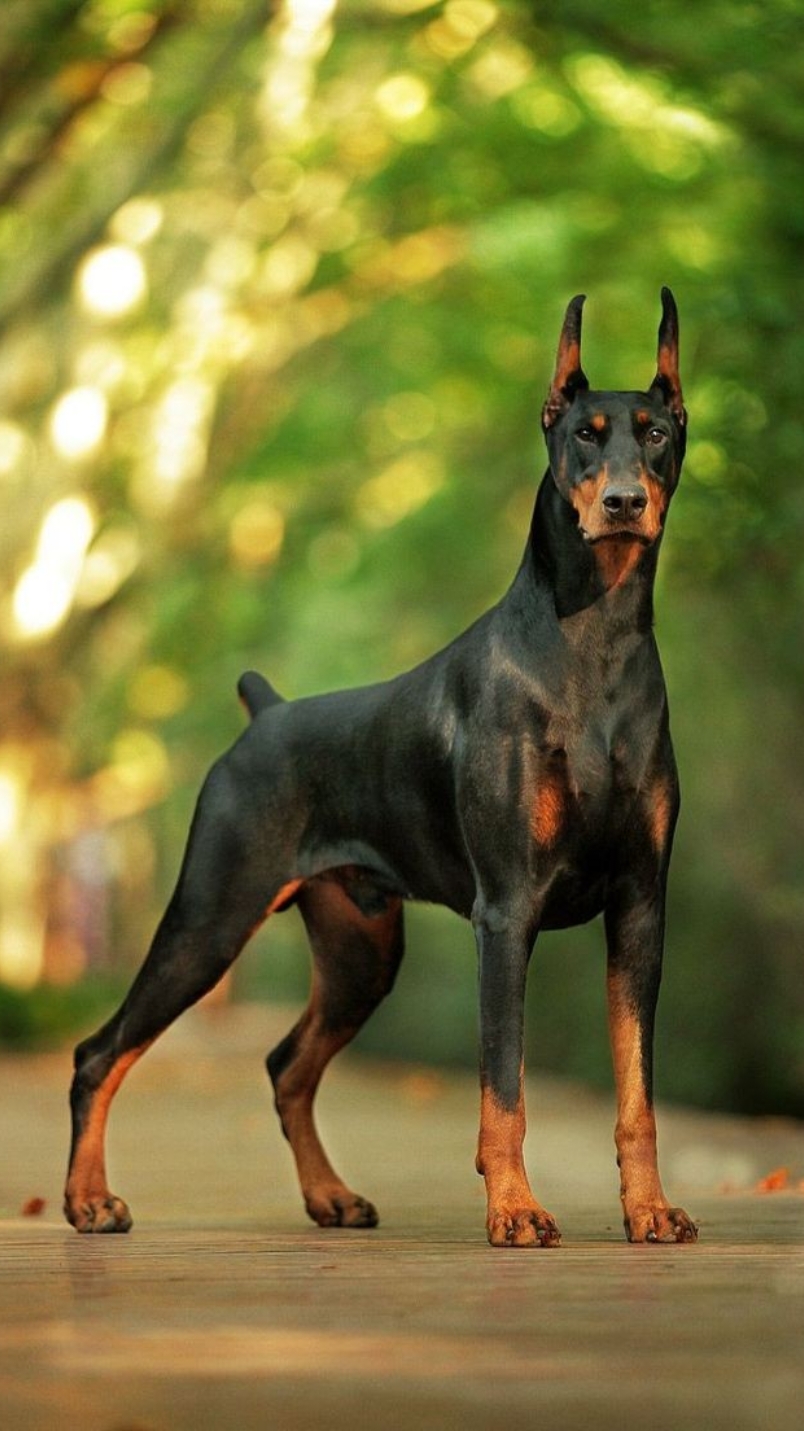 @Razas Caninas