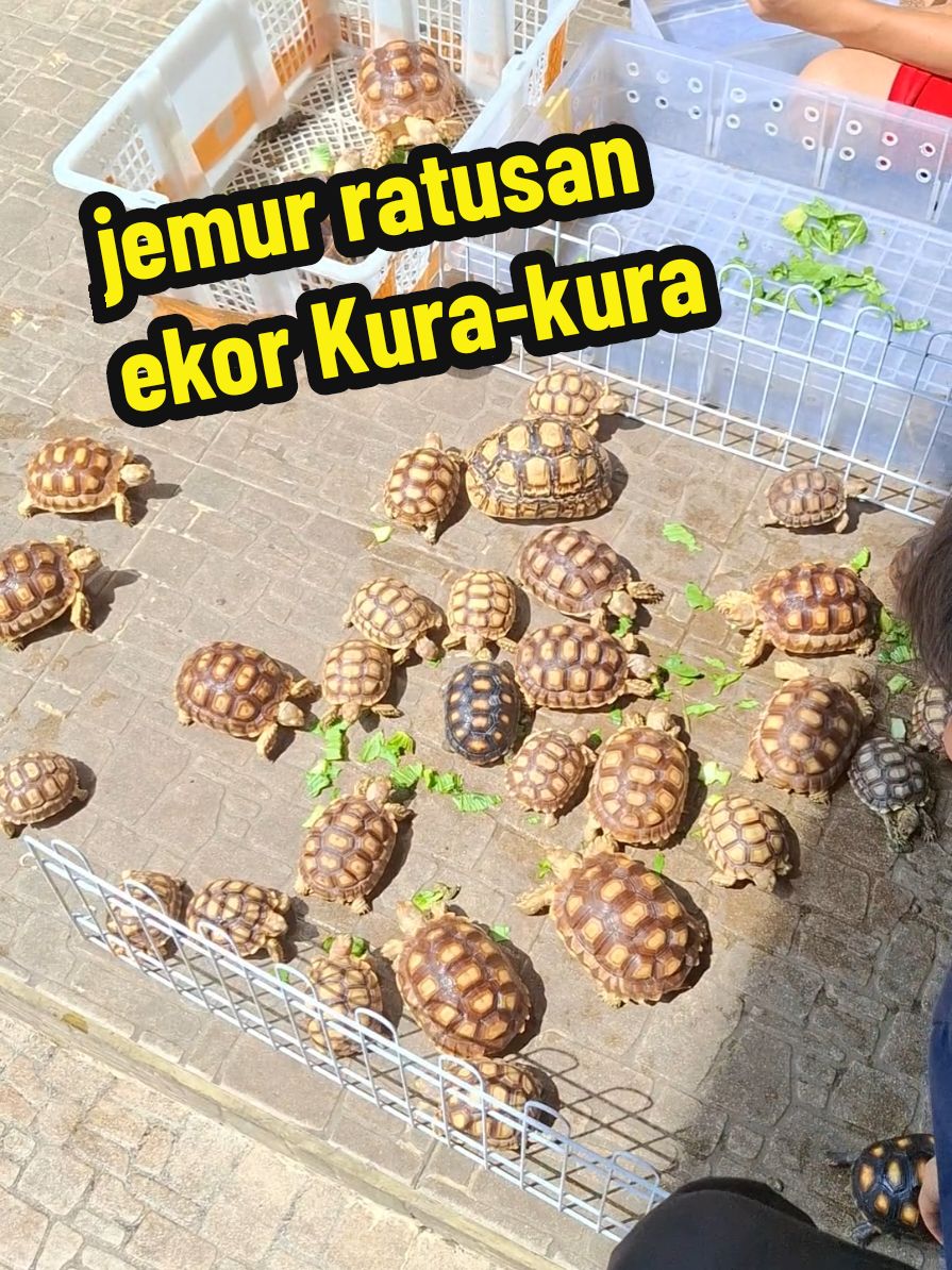 @JuliyanTorto
