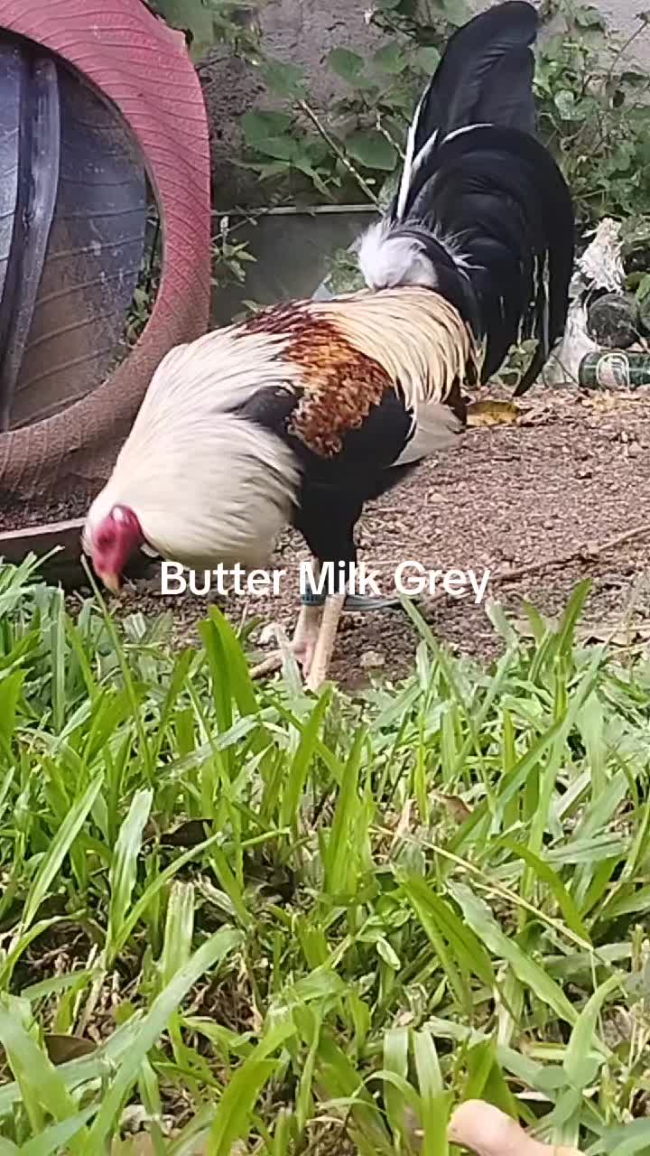 @King Atoy Gamefowl