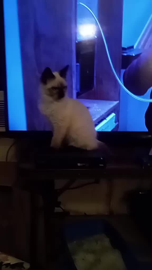 @ACrazyCatLady82