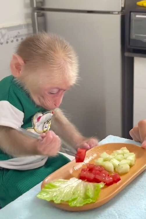 @Monkey Lily