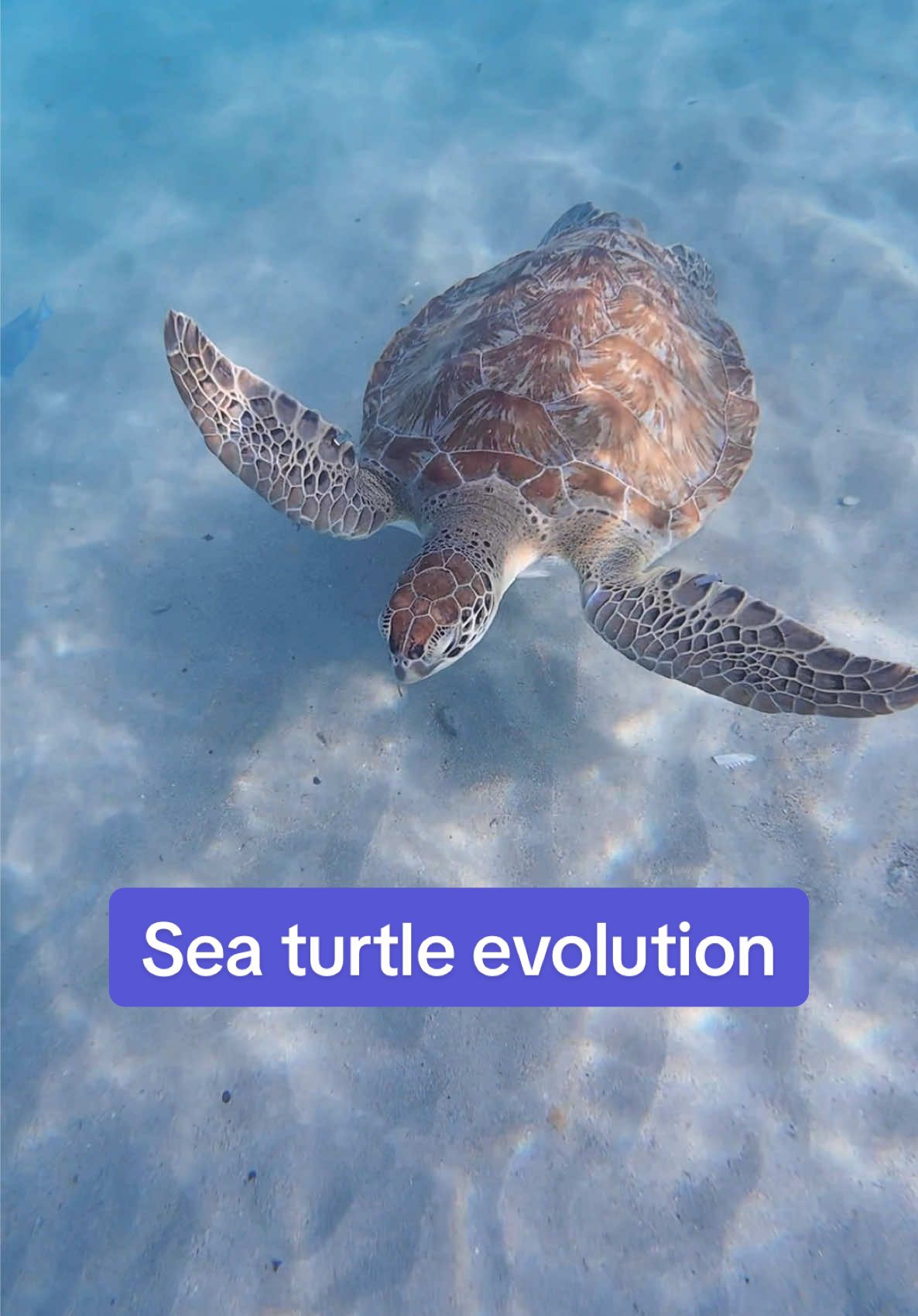 @lenaunderwater