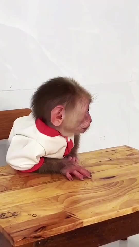 @Monkey Lily