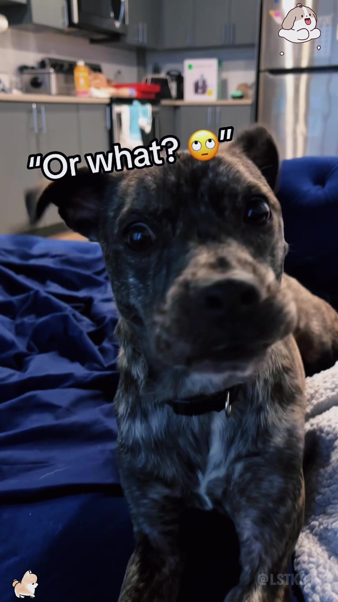 @laugho2