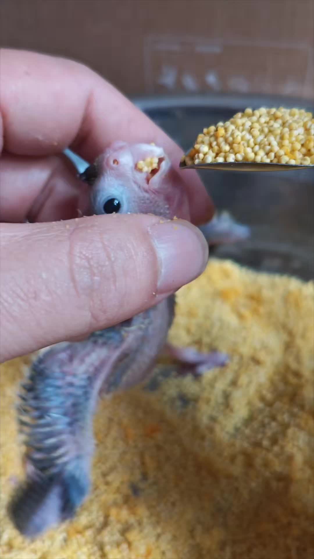 @Cute Bibi Cockatiel